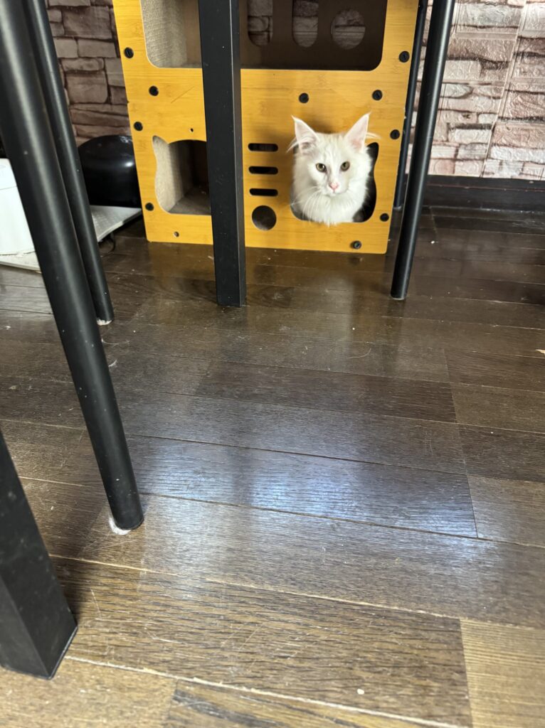 メインクーン子猫白