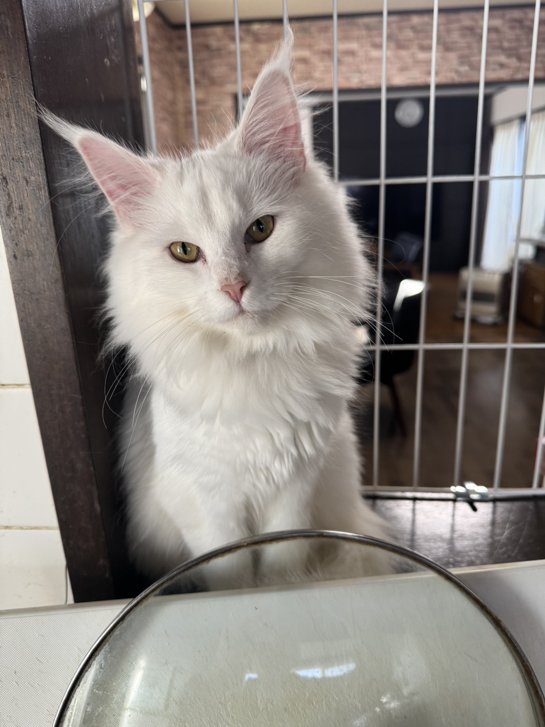 メインクーン子猫白