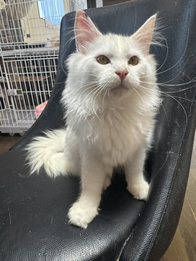 メインクーン子猫白