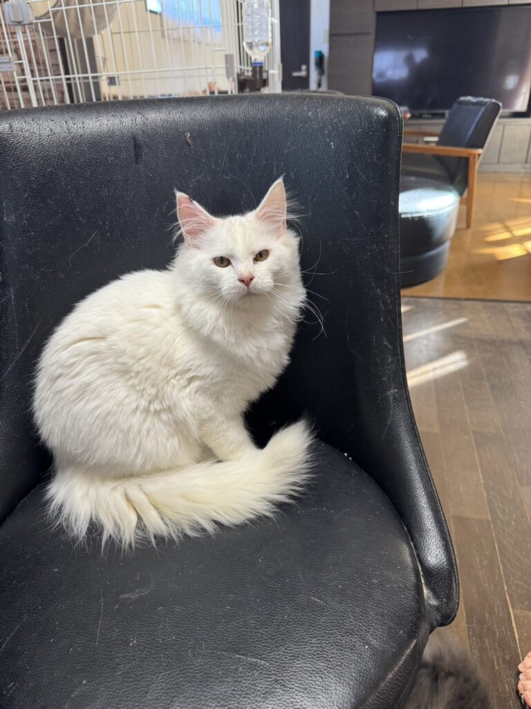 メインクーン子猫白