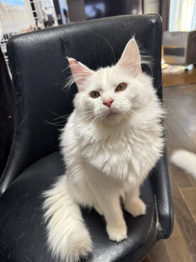 メインクーン子猫白