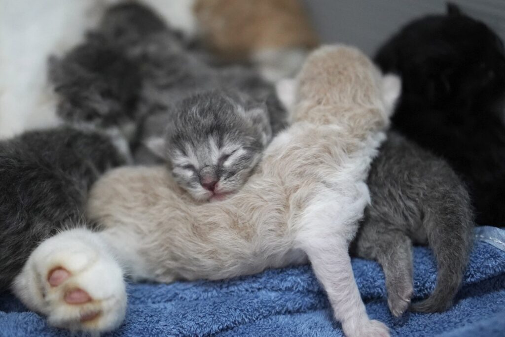 子猫　ペットの実家　ブリーダー