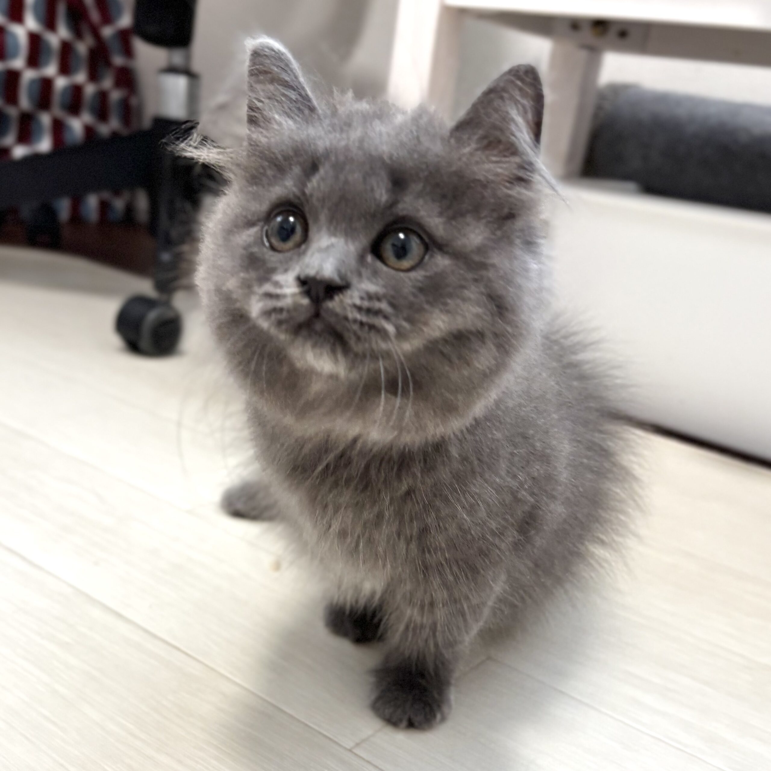 ブリティッシュロングヘアー