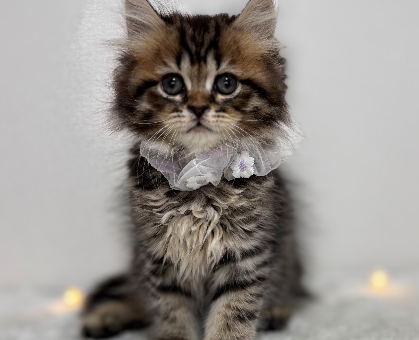 ブリティッシュロングヘアー