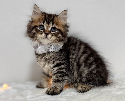 ブリティッシュロングヘアー