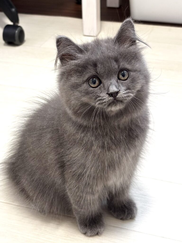 ブリティッシュロングヘアー