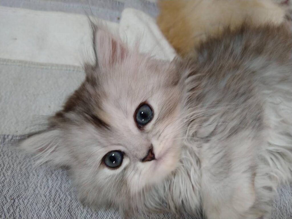 子猫　ペットの実家　ブリーダー