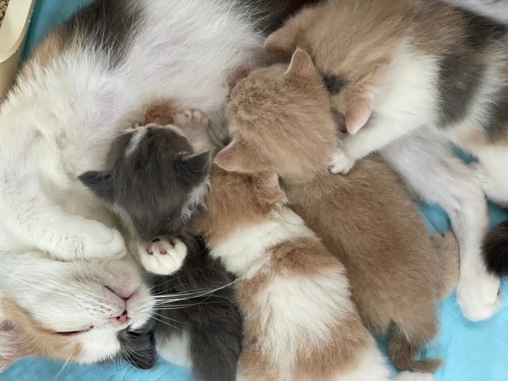 子猫　ペットの実家　ブリーダー