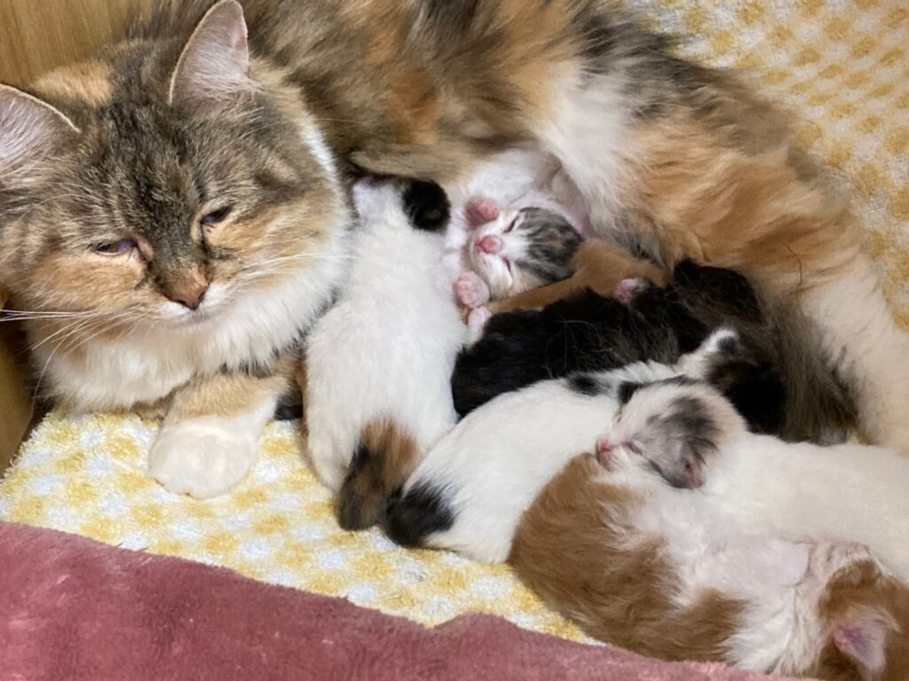 子猫　ペットの実家　ブリーダー