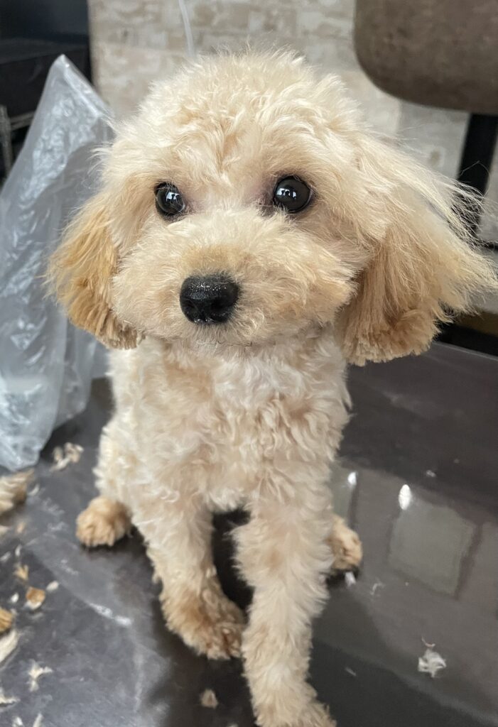 トイプードル愛知県豊田市里親募集