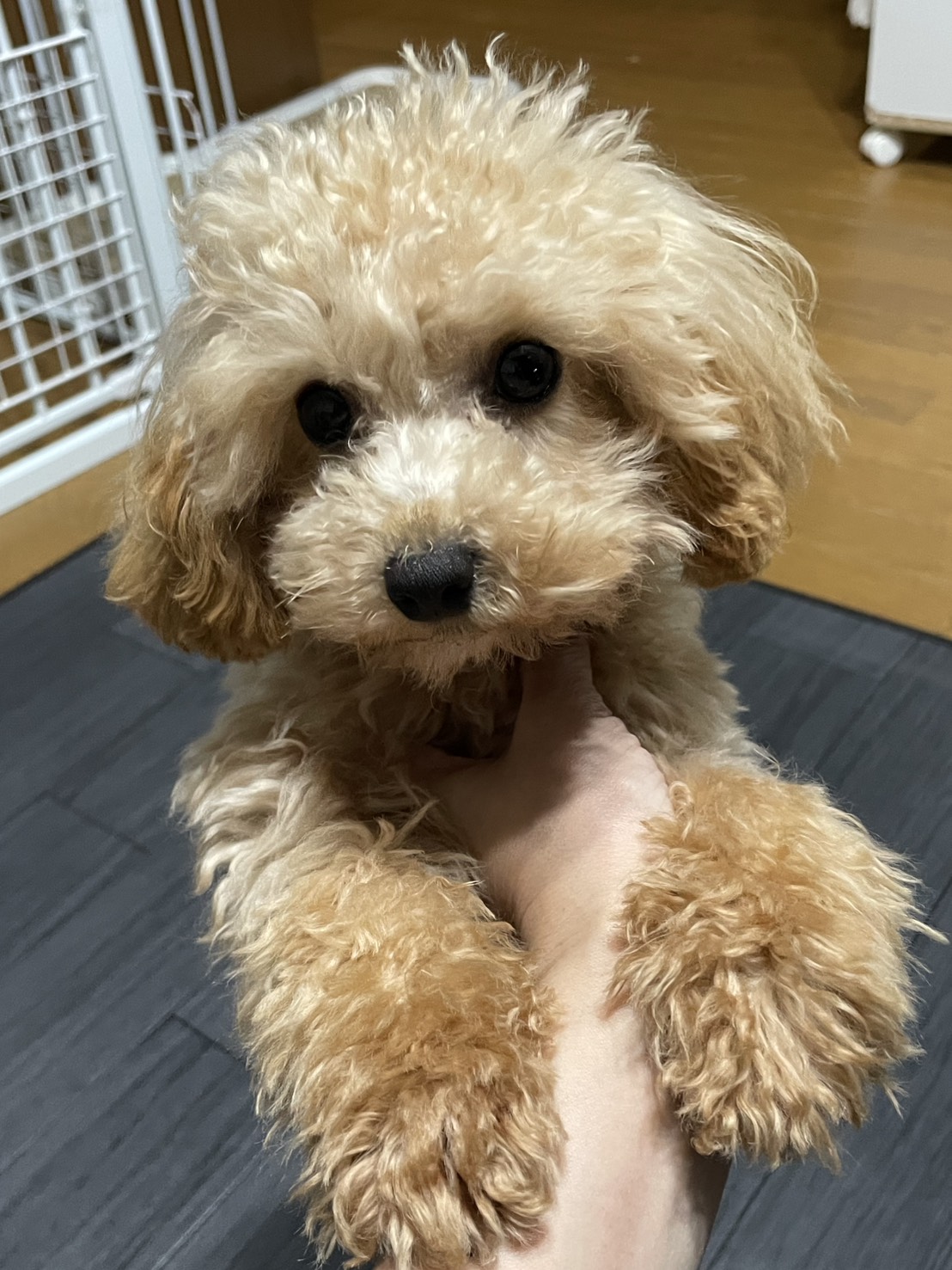 トイプードル愛知県豊田市里親募集