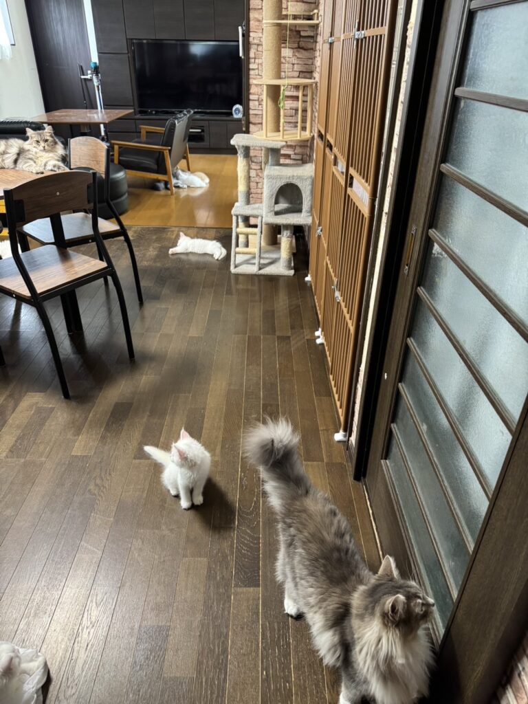 子猫　ペットの実家　ブリーダー