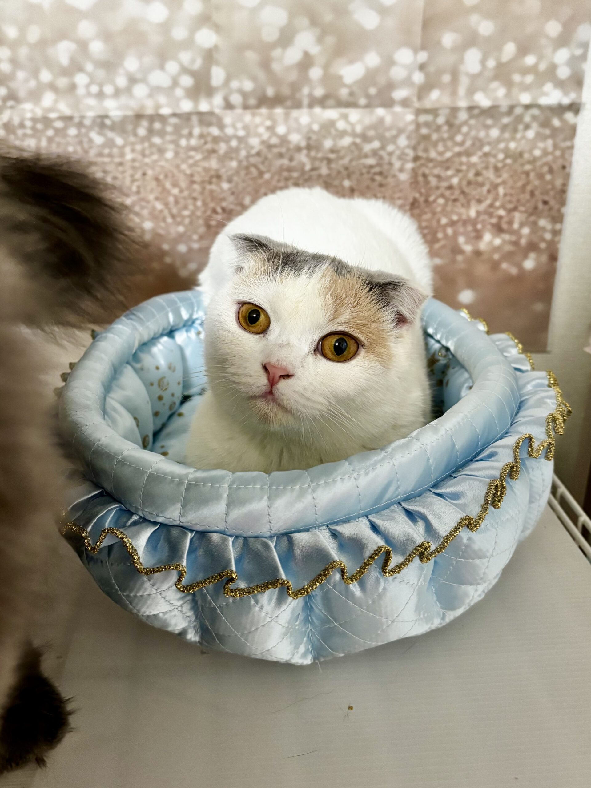 スコティッシュフォールド