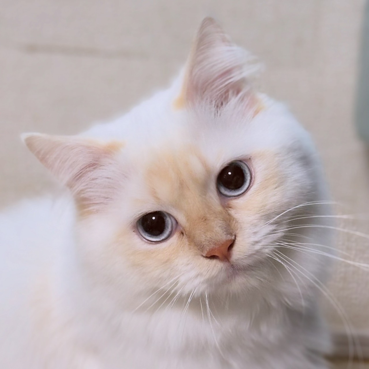 マンチカン長毛