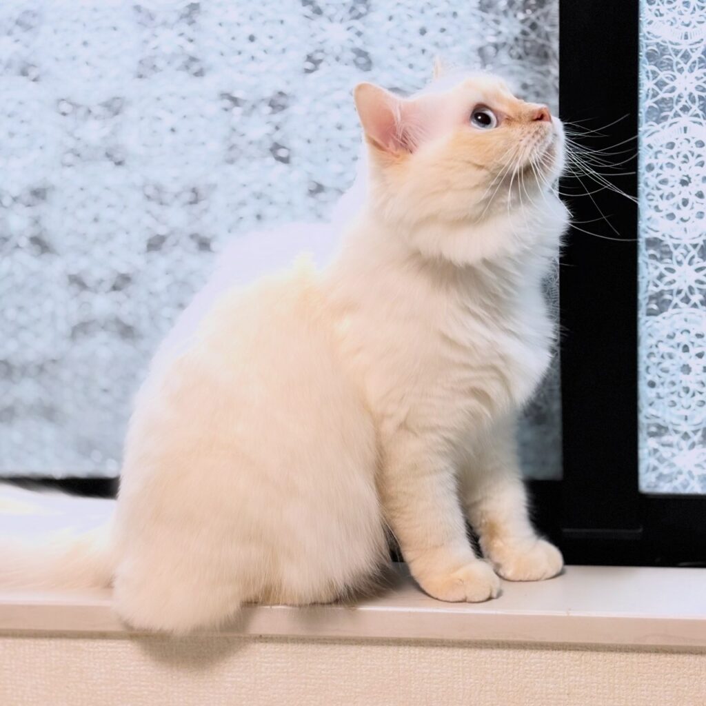 マンチカン長毛