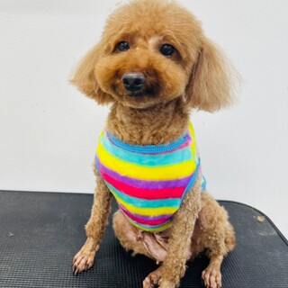 トイプードル里親募集