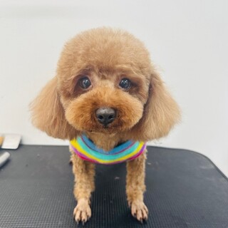 トイプードル里親募集引退犬