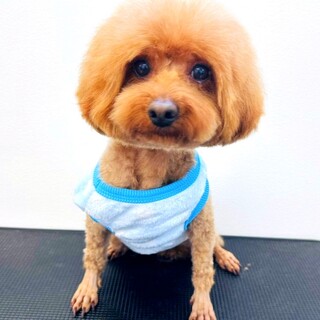 トイプードル里親募集繁殖引退犬