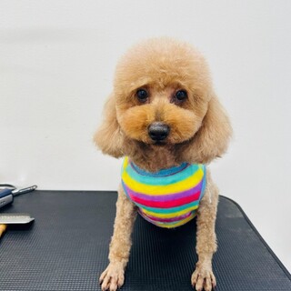 トイプードル里親募集繁殖引退犬