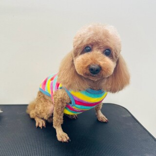 トイプードル里親募集繁殖引退犬