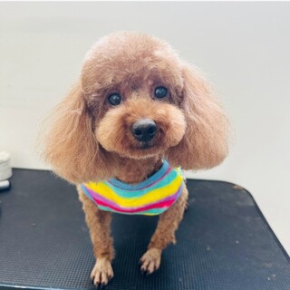 トイプードル里親募集繁殖引退犬