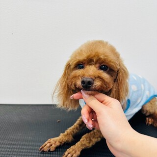 トイプードル里親募集繁殖引退犬