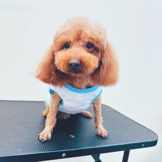 トイプードル里親募集繁殖引退犬