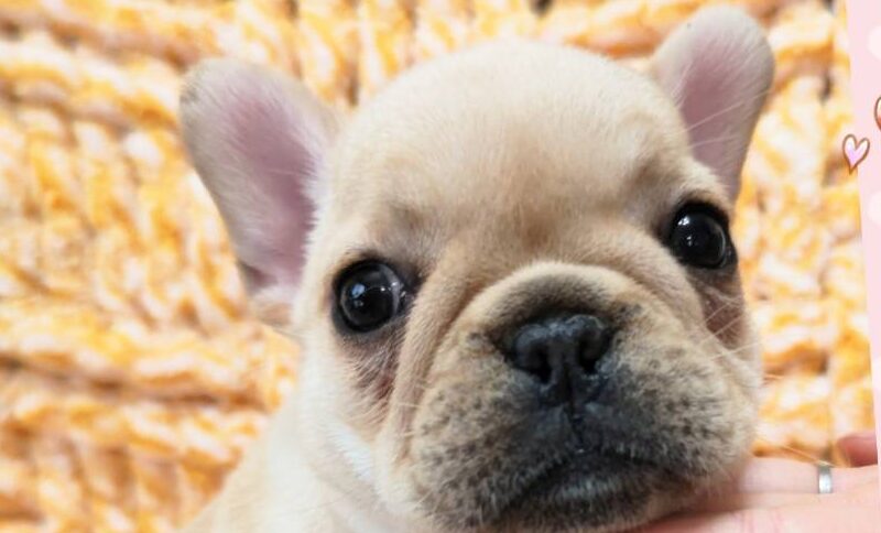 フレンチブルドック里親募集