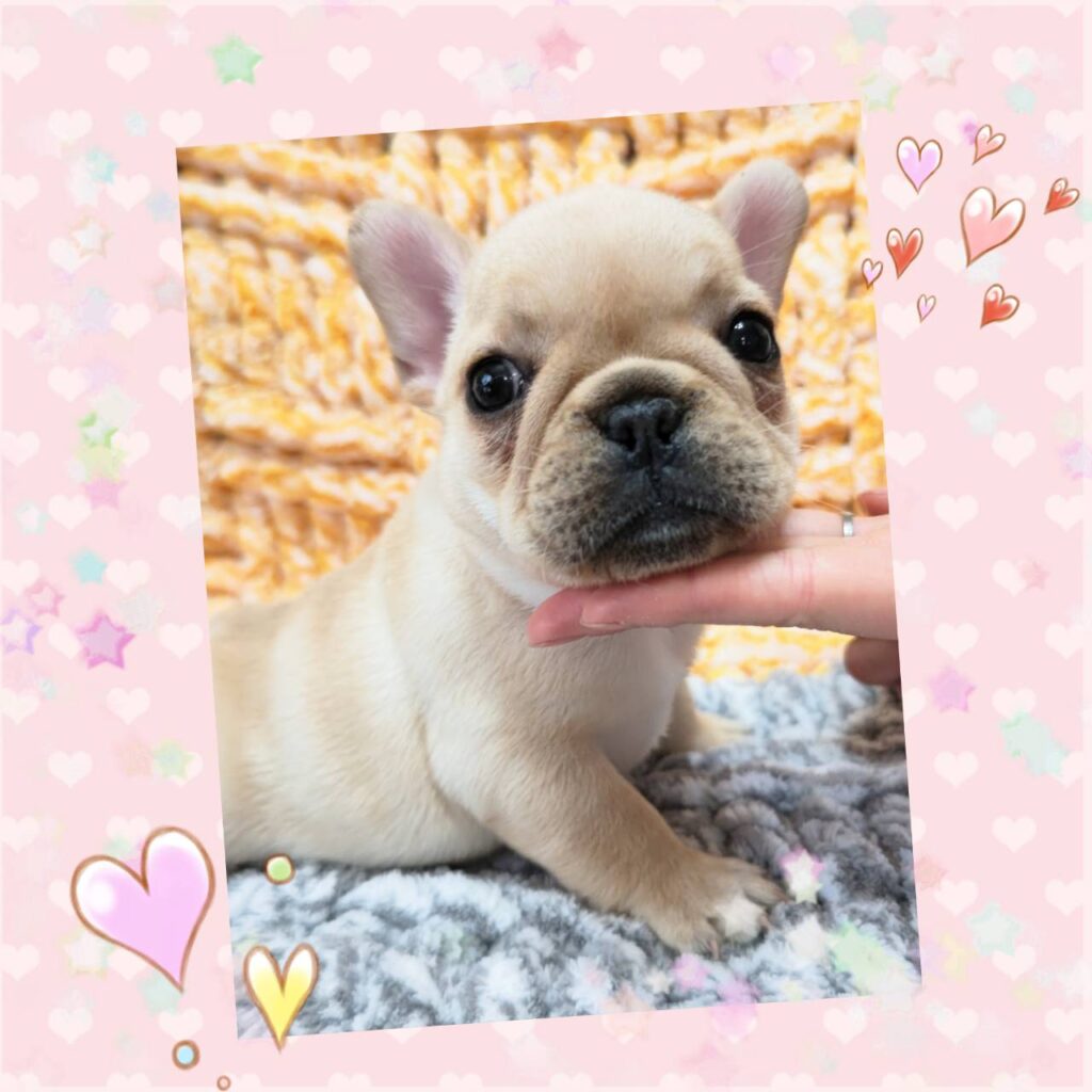 フレンチブルドック里親募集