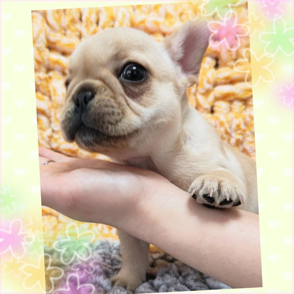 フレンチブルドック里親募集