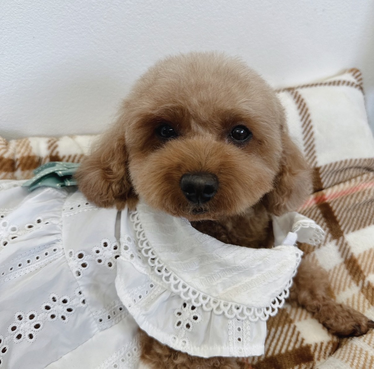 トイプードル里親募集繁殖引退犬