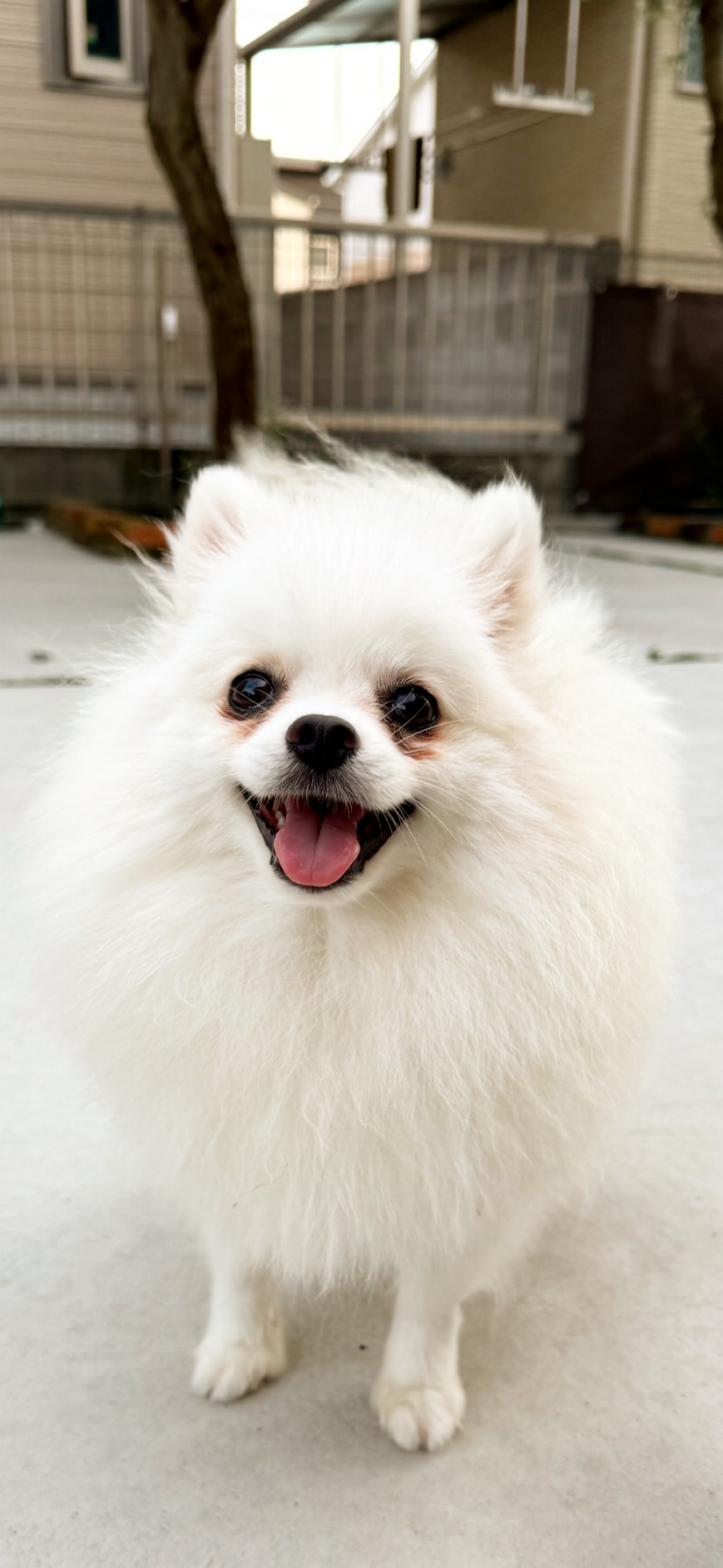 ポメラニアン里親募集　