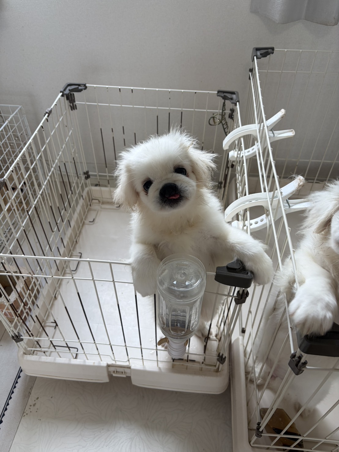 ペキニーズ口唇裂