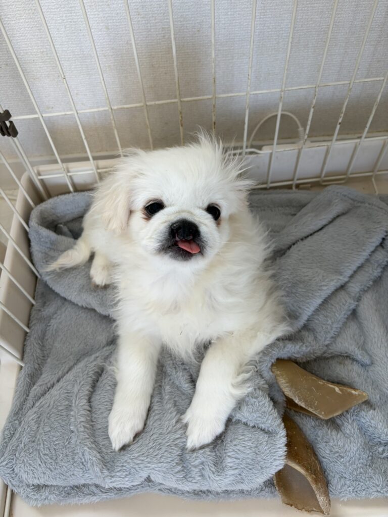 ペキニーズ口唇裂