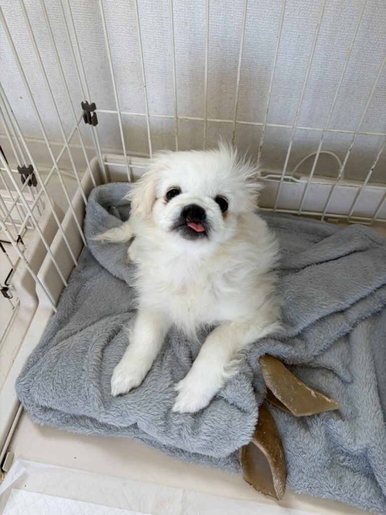 ペキニーズ口唇裂