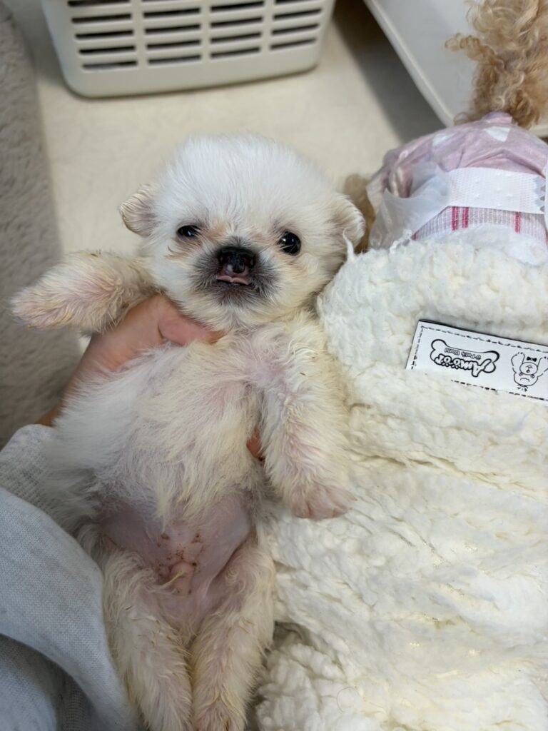 ペキニーズ口唇裂