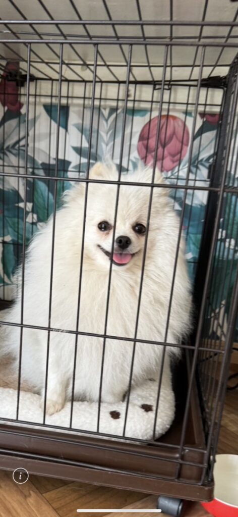 ポメラニアン里親募集　