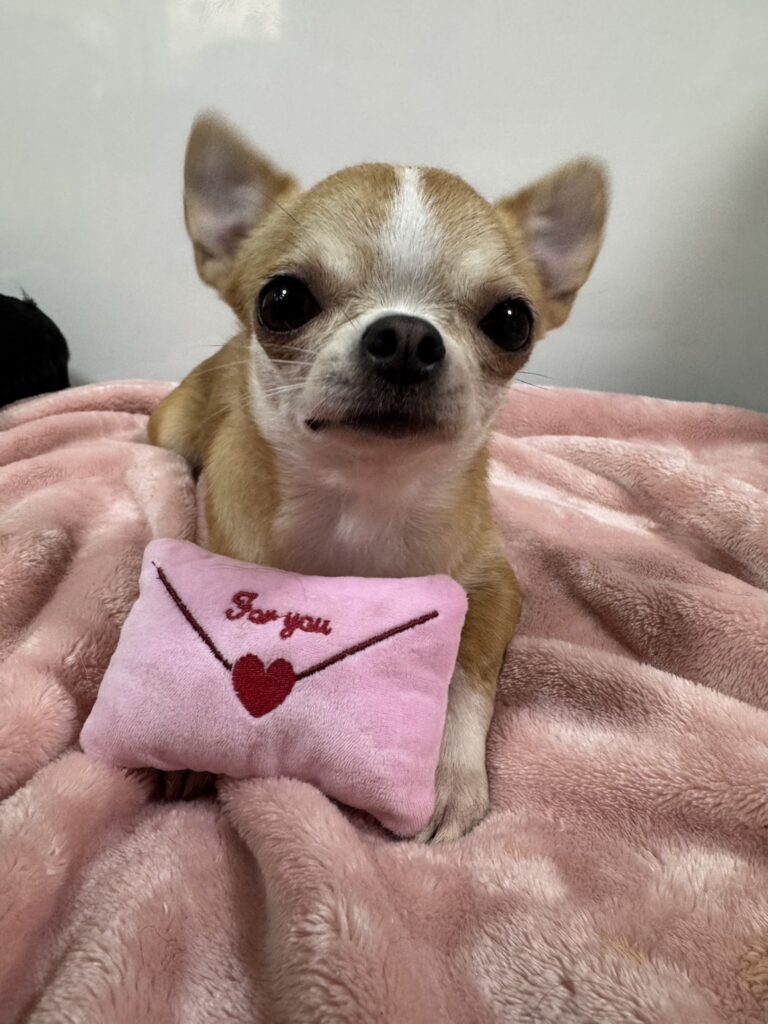 チワワ