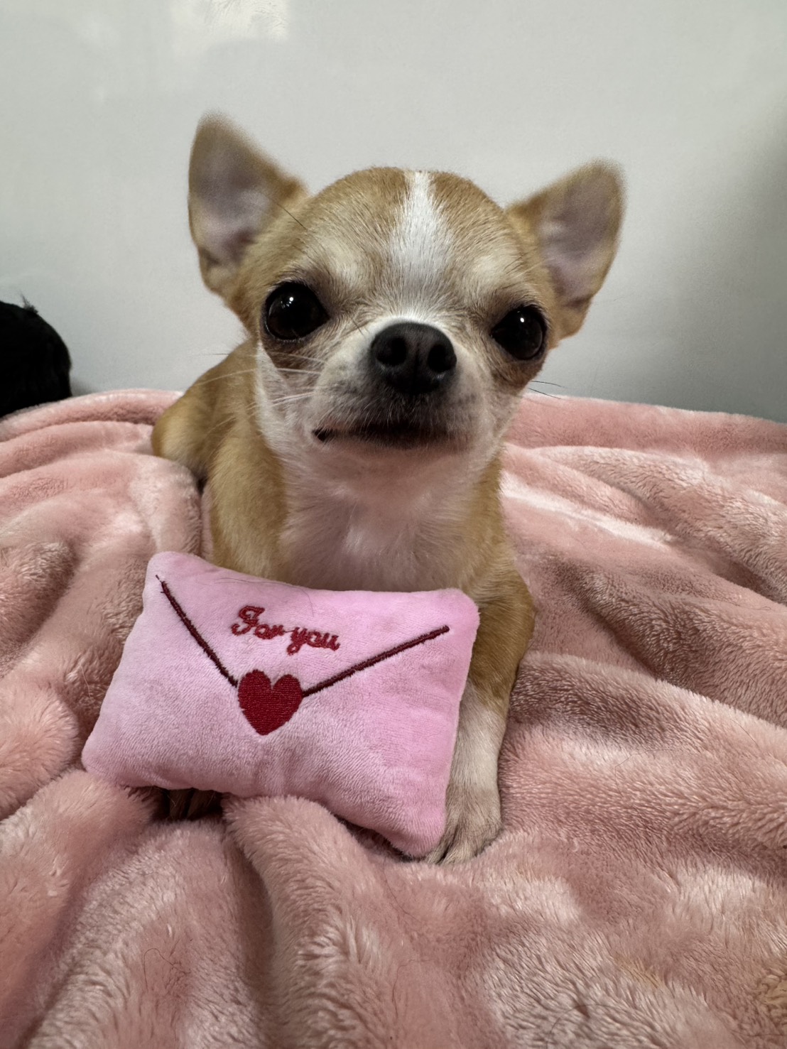チワワ