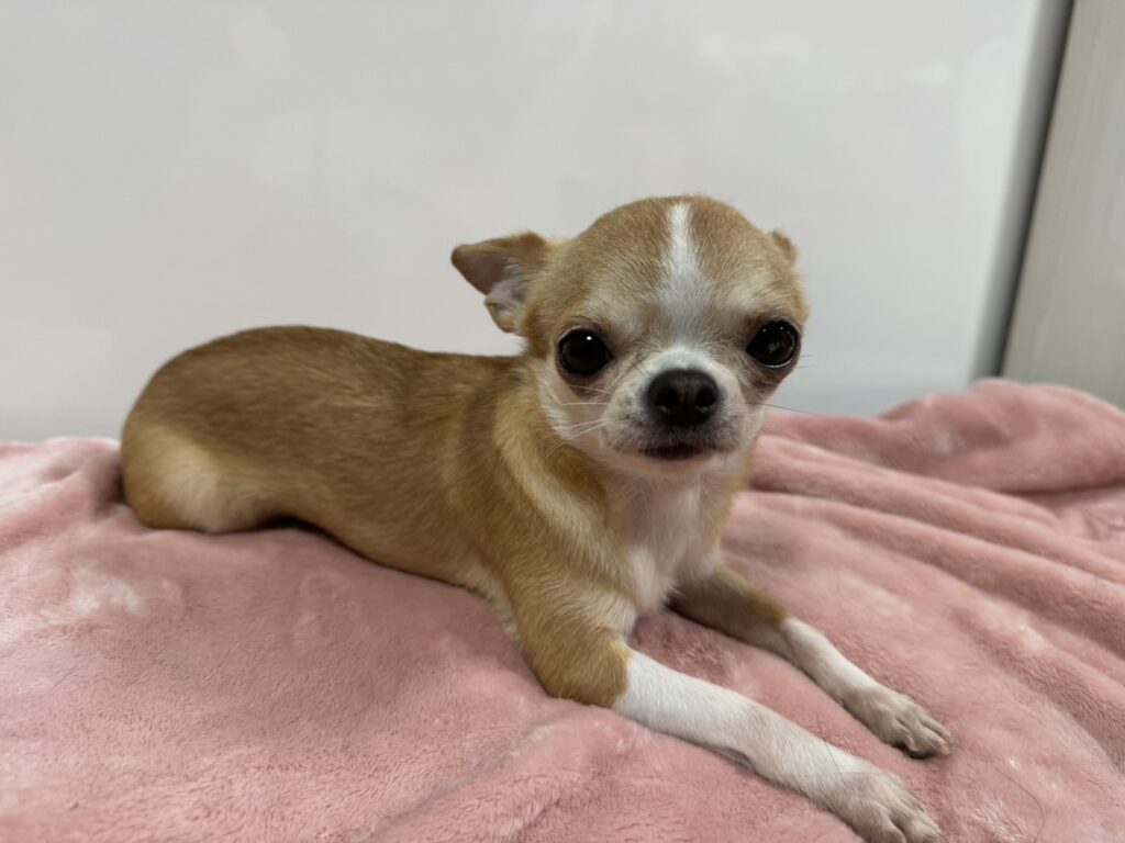 チワワ
