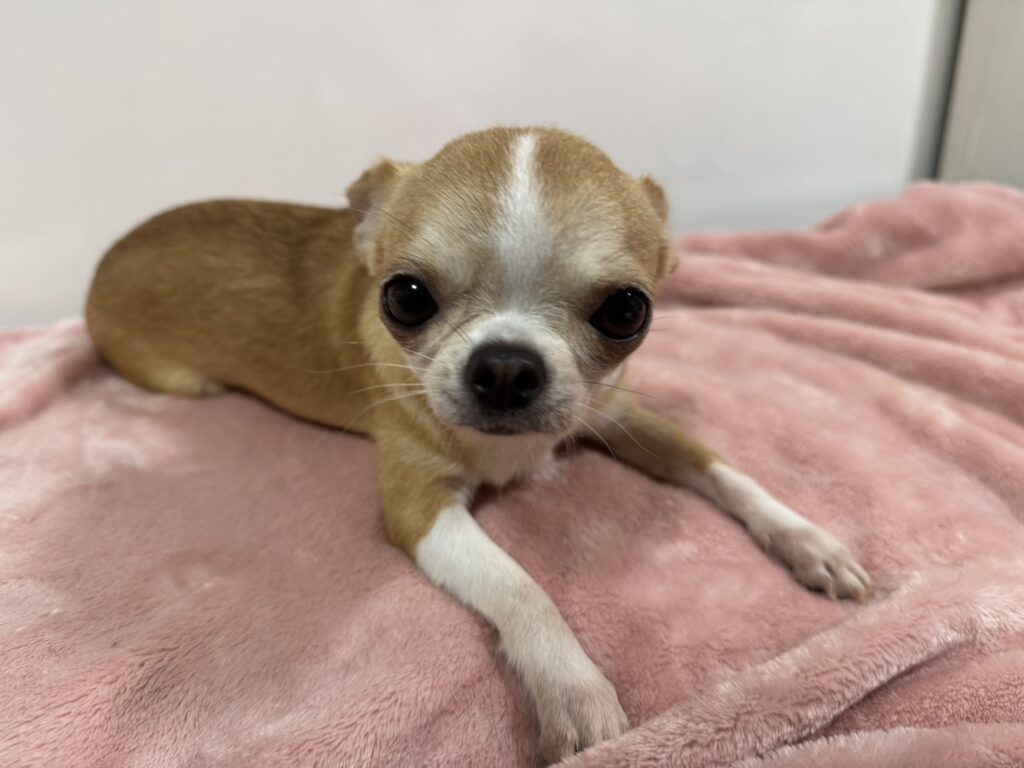チワワ