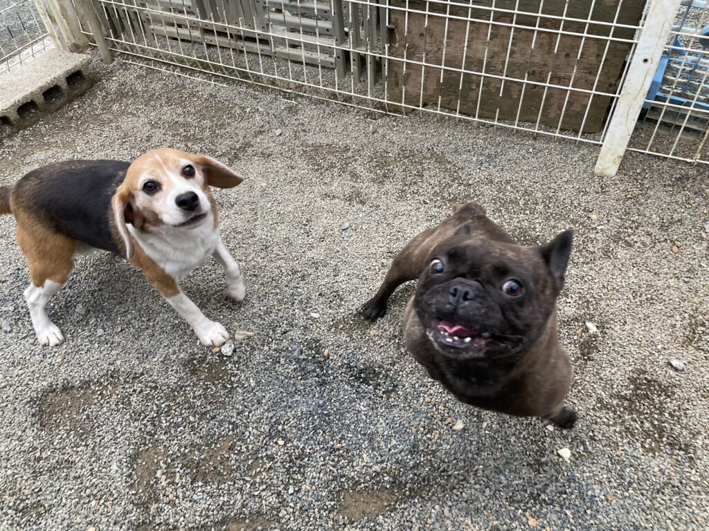 フレンチブルドック里親募集