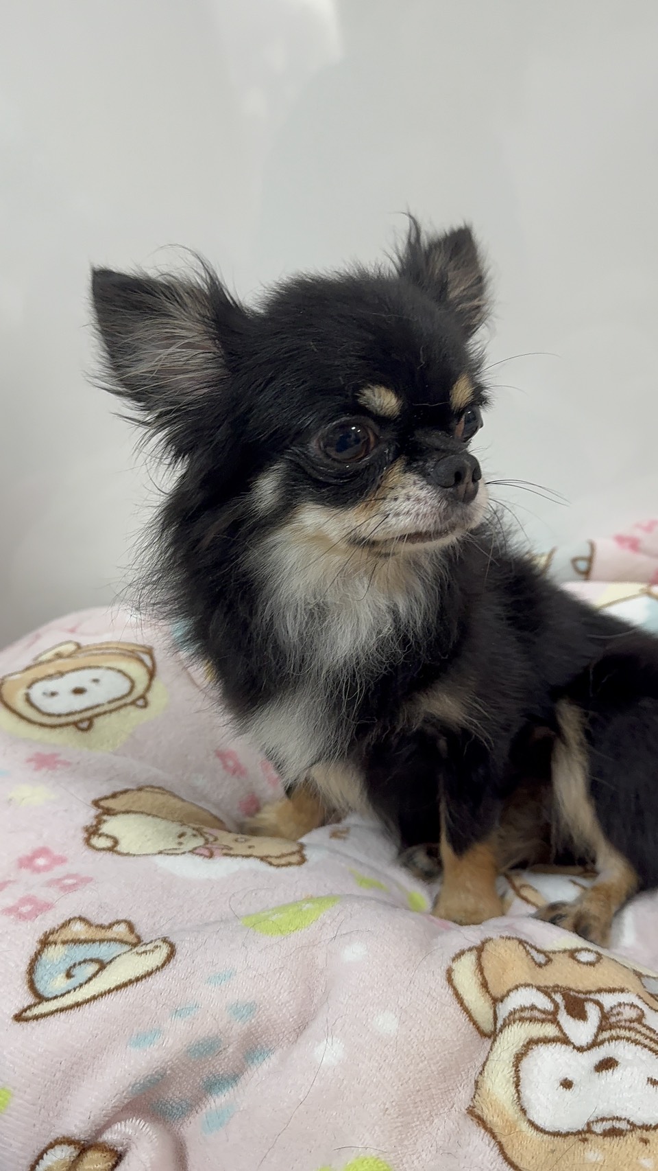 チワワ繁殖引退犬