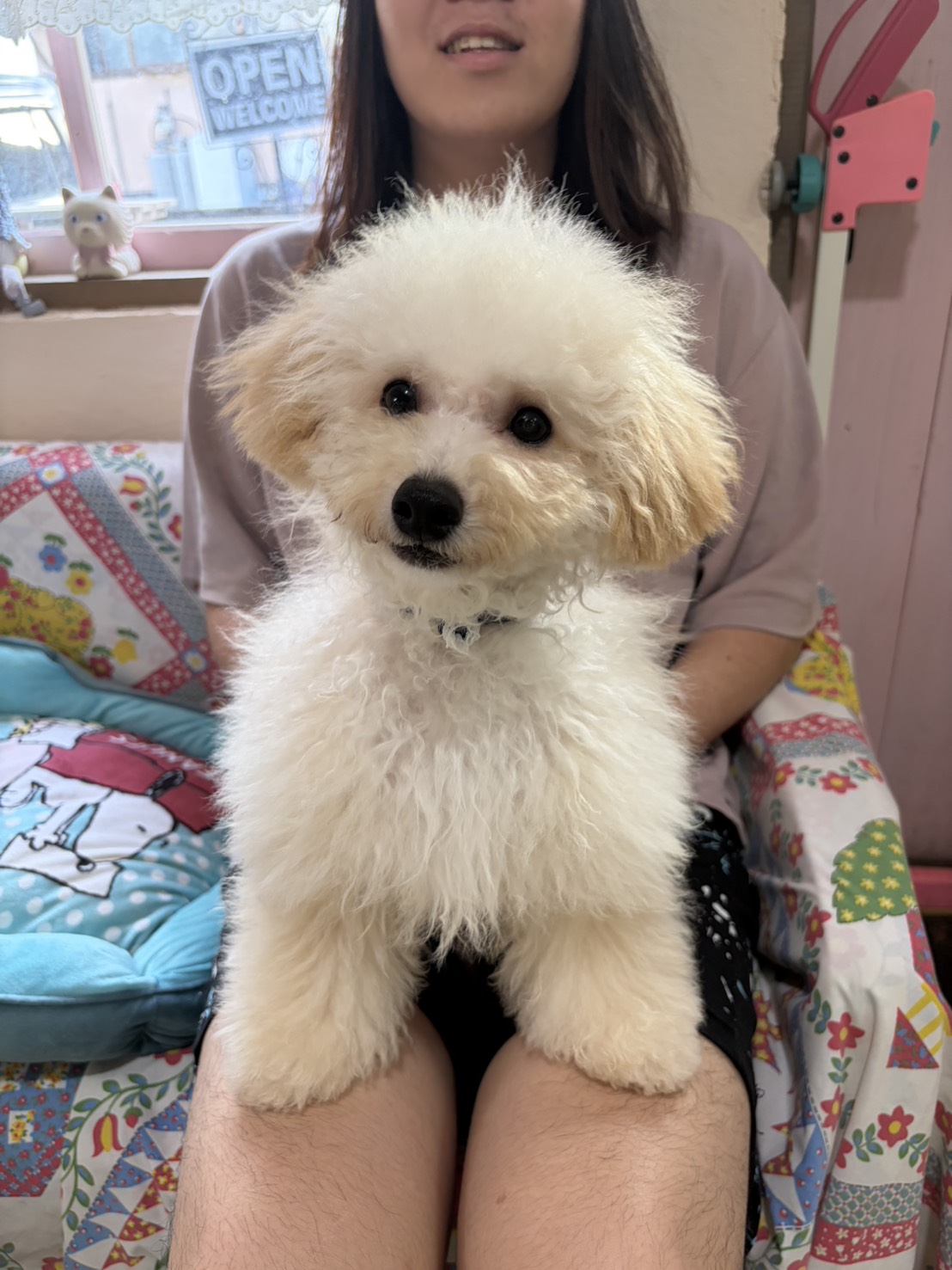 ビションフリーゼぷー