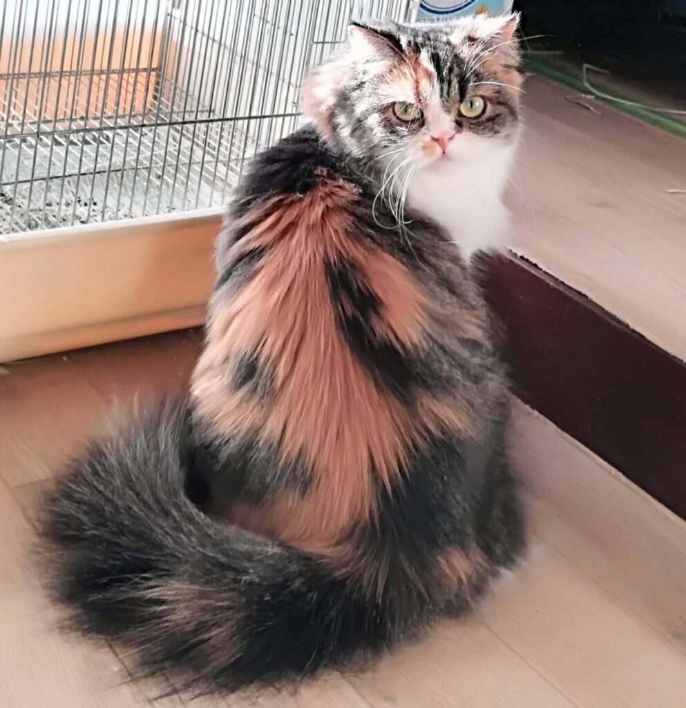 ミヌエット