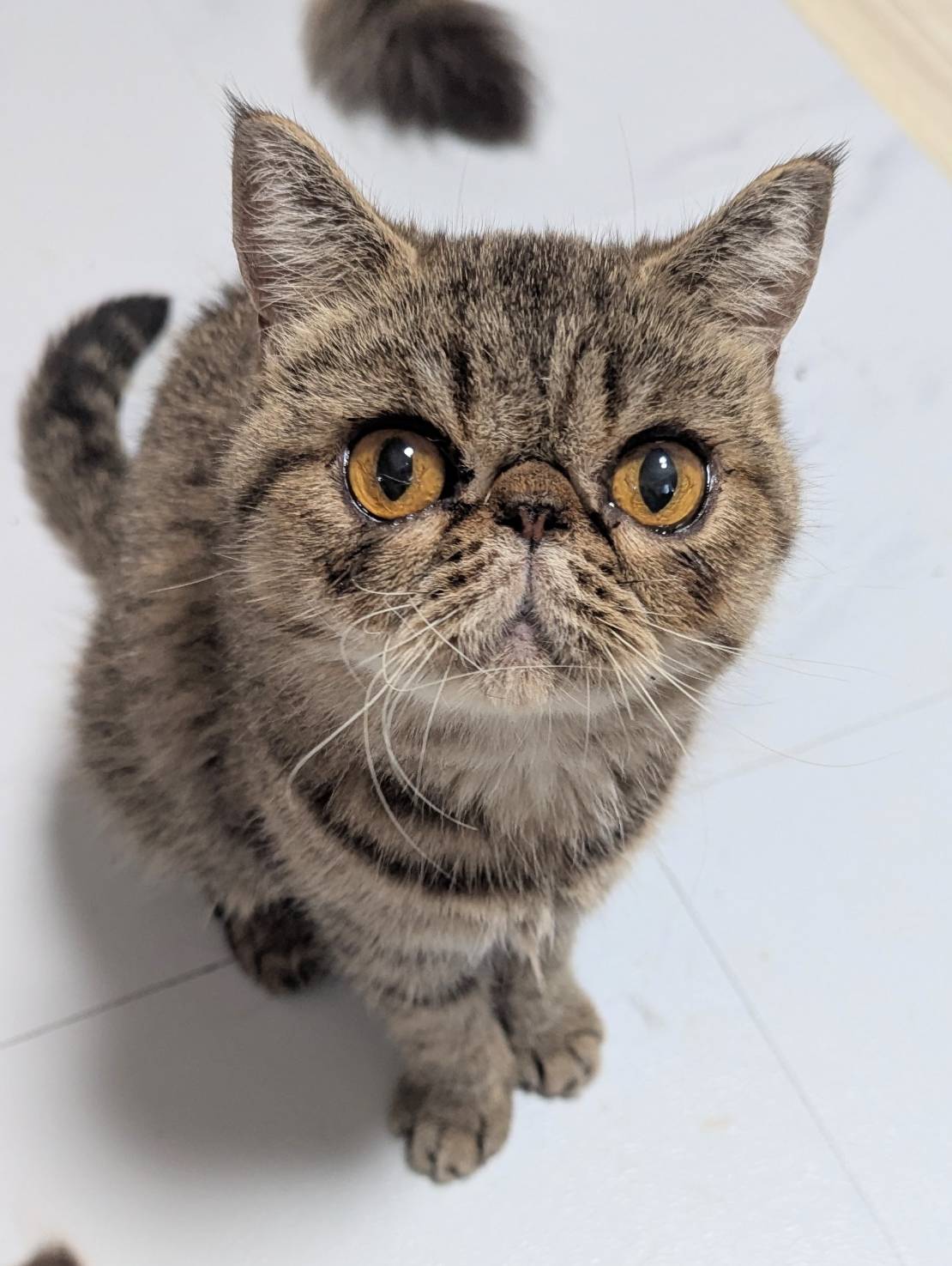 エキゾチック里親募集