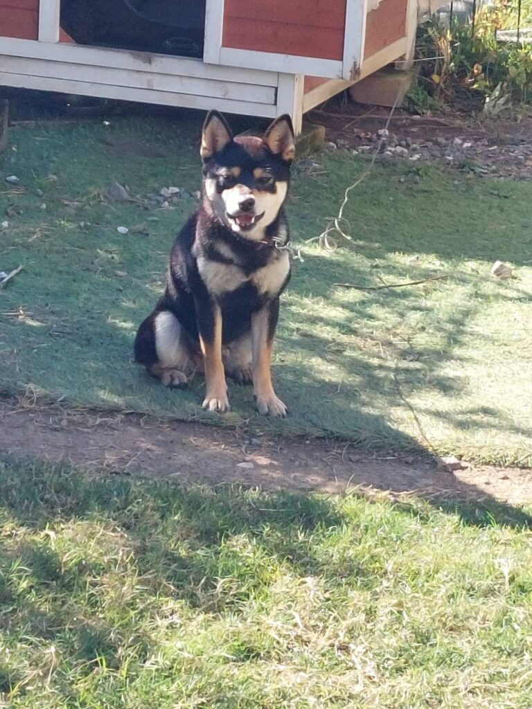 柴犬