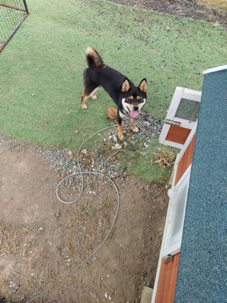 柴犬