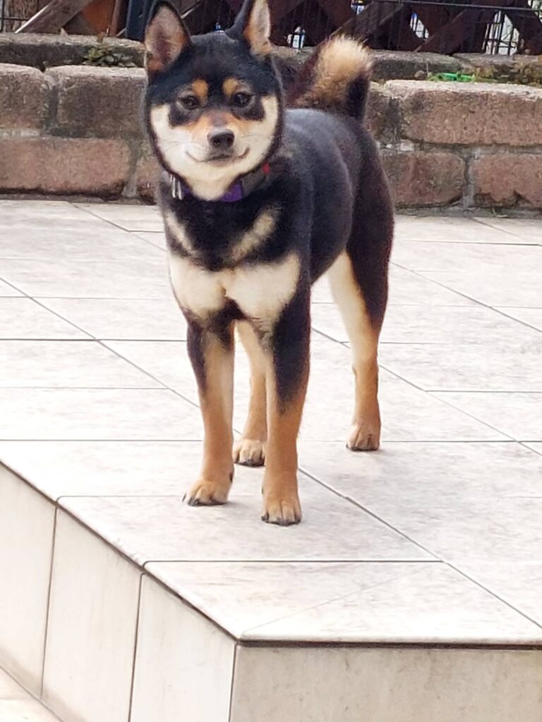 柴犬