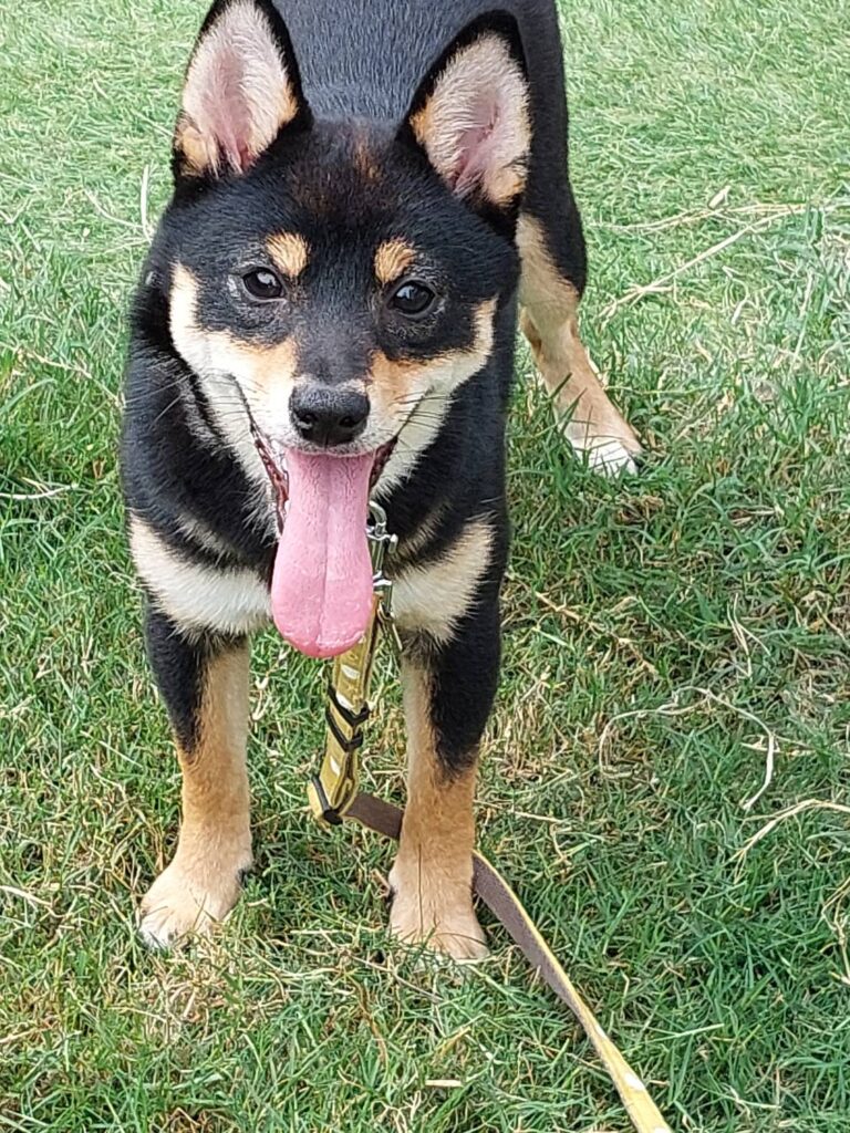 柴犬